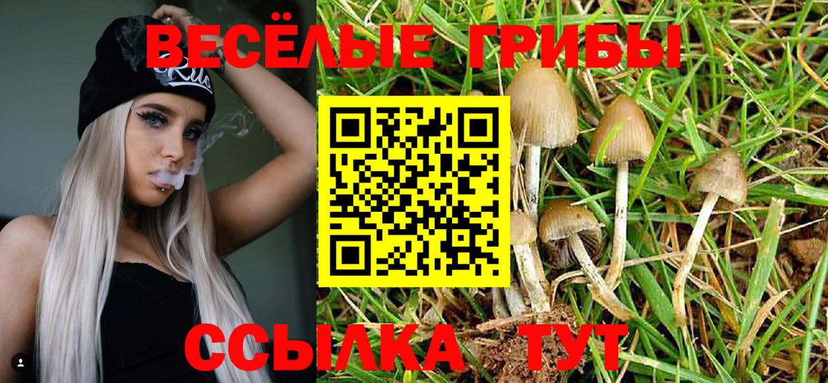 Елабуга  Псилоцибиновые грибы Cubensis  Вход с VPN  Псилоцибиновые грибы Psilocybine cubensis 